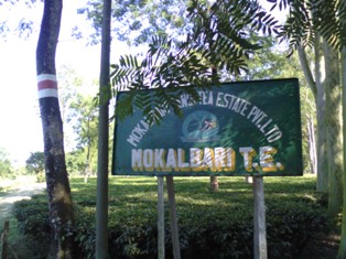 tea image